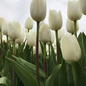 Meet your Posher, Angelica